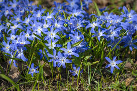 Attēlu rezultāti vaicājumam “Scilla luciliae”