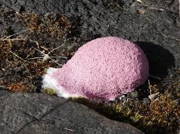 Attēlu rezultāti vaicājumam “Fuligo luteonitens macro”