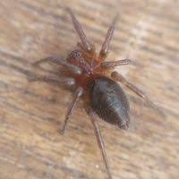 Attēlu rezultāti vaicājumam “Agelena labyrinthica”