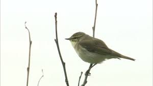 Image result for Phylloscopus borealis