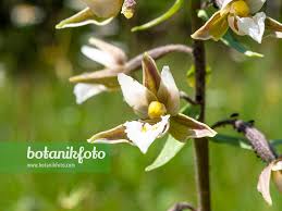 Attēlu rezultāti vaicājumam “Epipactis palustris flower”