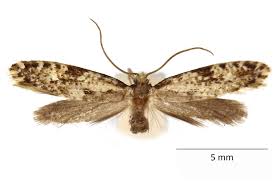 Attēlu rezultāti vaicājumam “Nemapogon cloacella”