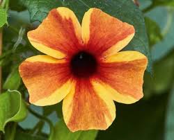 Image result for Thunbergia alata