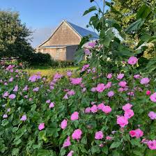 Image result for Lavatera trimestris