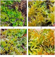 Attēlu rezultāti vaicājumam “Sphagnum inundatum”