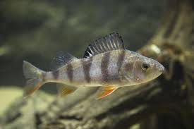 Attēlu rezultāti vaicājumam “Perca fluviatilis”