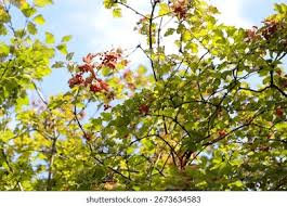 Attēlu rezultāti vaicājumam “Viburnum opulus leaf”