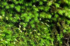 Attēlu rezultāti vaicājumam “Hedwigia ciliata sporophyte”