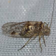 Attēlu rezultāti vaicājumam “Psococerastis gibbosa”