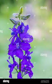 Image result for Consolida ajacis oder Consolida regalis