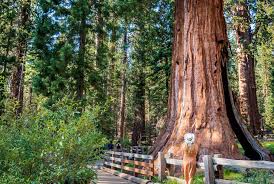 Image result for Mammutbaum