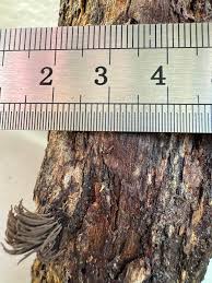 Attēlu rezultāti vaicājumam “Arcyria helvetica young”