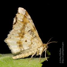 Attēlu rezultāti vaicājumam “Macaria alternata”