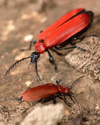 Attēlu rezultāti vaicājumam “Pyrochroa coccinea”