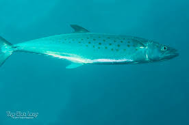 Image result for Scomberomorus maculatus