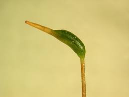 Attēlu rezultāti vaicājumam “Calliergonella cuspidata sporophyte”