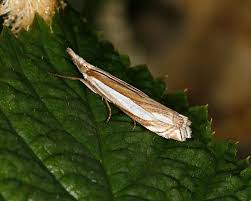 Attēlu rezultāti vaicājumam “Crambus pratella”