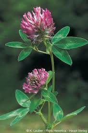 Attēlu rezultāti vaicājumam “Trifolium medium leaf”