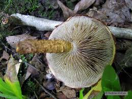 Attēlu rezultāti vaicājumam “Stropharia albocrenulata”