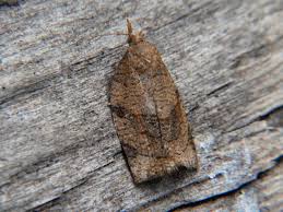 Attēlu rezultāti vaicājumam “Pandemis”