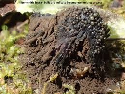 Attēlu rezultāti vaicājumam “Stemonitis fusca young”