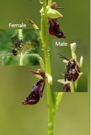 Attēlu rezultāti vaicājumam “Ophrys insectifera flower”