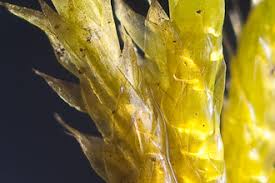 Attēlu rezultāti vaicājumam “Isothecium alopecuroides sporophyte”