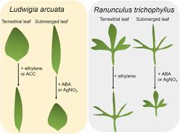 Attēlu rezultāti vaicājumam “Callitriche cophocarpa leaf”