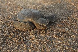 Image result for Lepidochelys olivacea