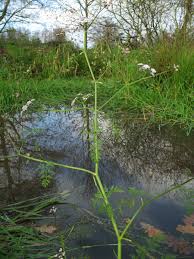 Attēlu rezultāti vaicājumam “Oenanthe aquatica leaf”
