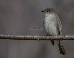 Image result for Sayornis phoebe