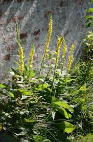 Image result for Verbascum nigrum