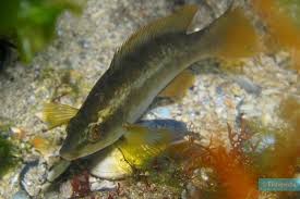 Image result for Labrus bergylta