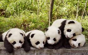 Image result for pandas
