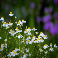 Attēlu rezultāti vaicājumam “Matricaria chamomilla flower”