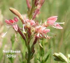 Attēlu rezultāti vaicājumam “Saussurea esthonica flower”