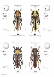 Attēlu rezultāti vaicājumam “Cerambycidae”