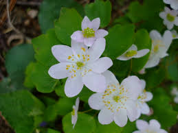 Attēlu rezultāti vaicājumam “Isopyrum thalictroides flower”