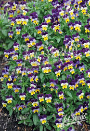 Image result for Viola cornuta