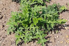 Attēlu rezultāti vaicājumam “Echinops sphaerocephalus leaf”