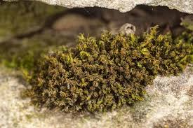 Attēlu rezultāti vaicājumam “Barbula unguiculata macro”