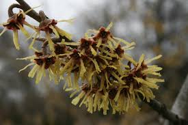 Attēlu rezultāti vaicājumam “Hamamelis vernalis”
