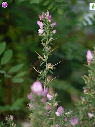 Attēlu rezultāti vaicājumam “Ononis arvensis leaf”