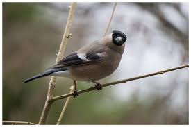 Attēlu rezultāti vaicājumam “Pyrrhula pyrrhula”