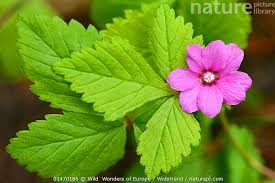 Attēlu rezultāti vaicājumam “Rubus arcticus”