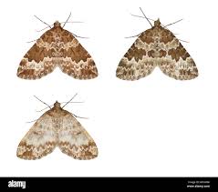 Attēlu rezultāti vaicājumam “Electrophaes corylata”