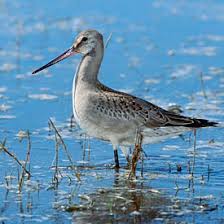 Image result for Limosa haemastica