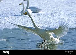 Attēlu rezultāti vaicājumam “Cygnus cygnus adult”