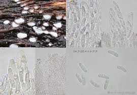 Attēlu rezultāti vaicājumam “Propolis farinosa”