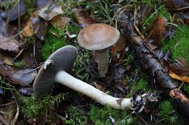 Attēlu rezultāti vaicājumam “Stropharia hornemannii”